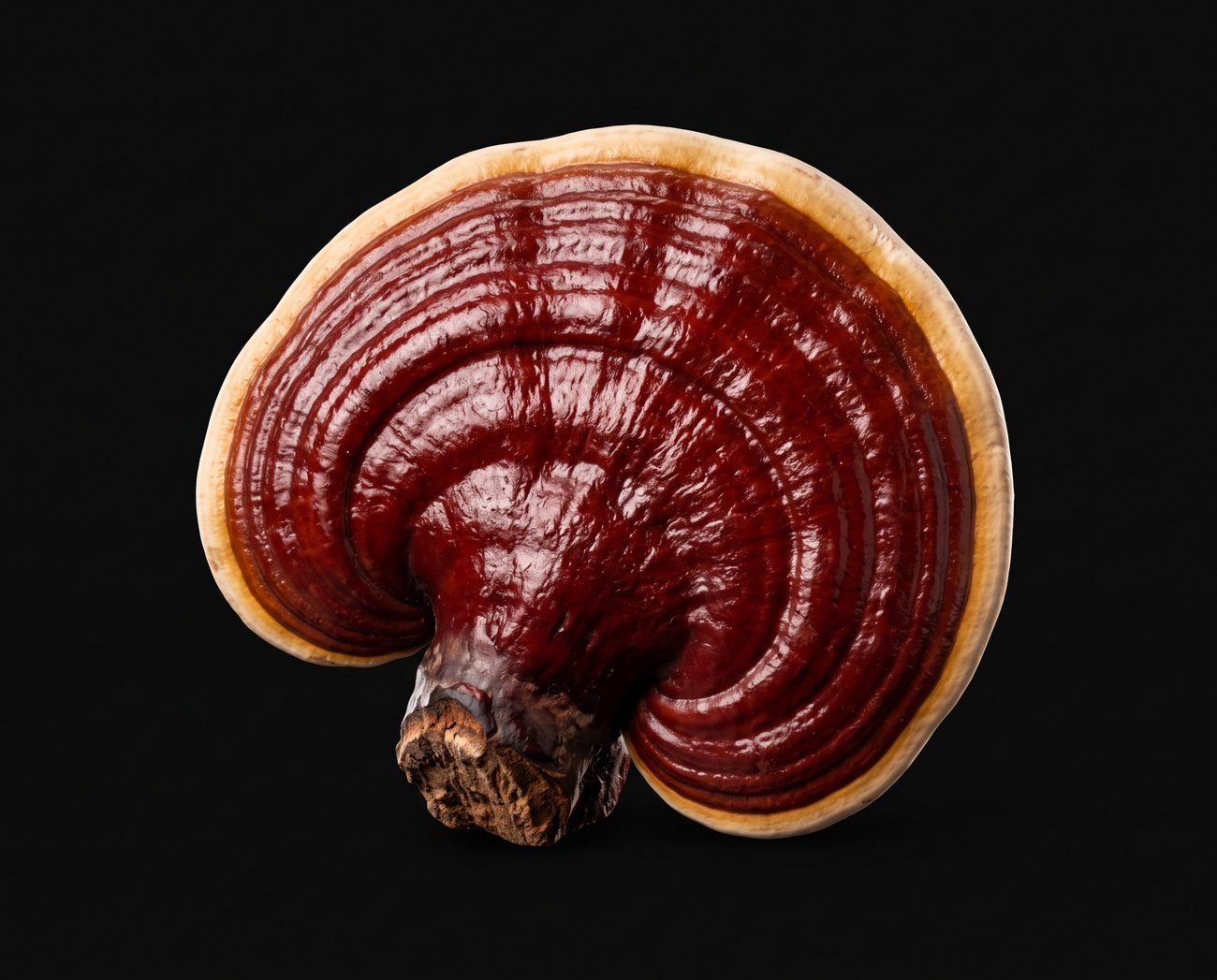 Reishi