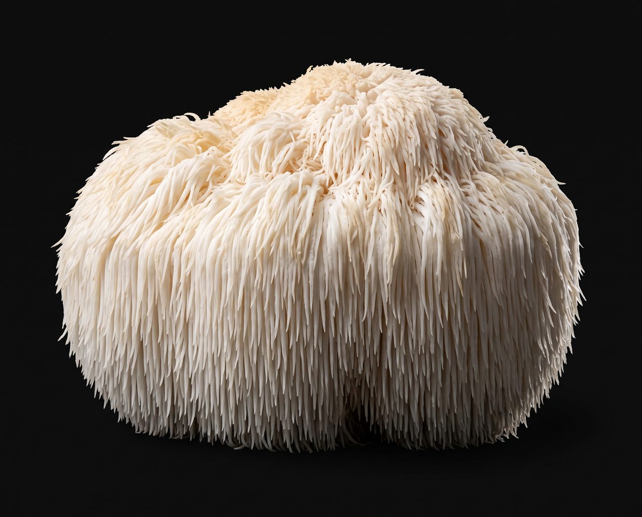 Lion's Mane fruiting body