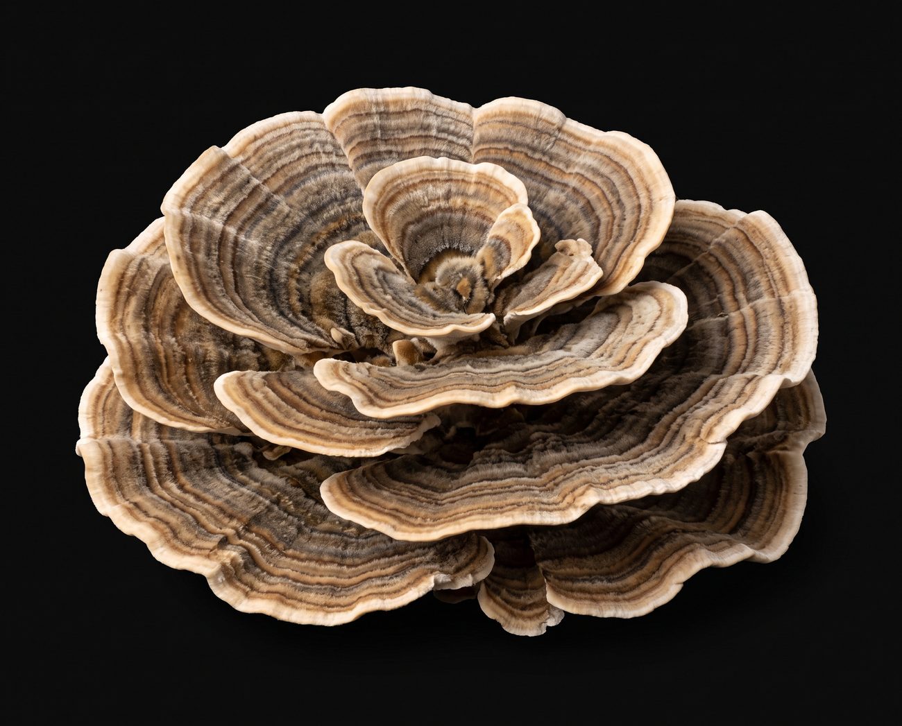Turkey Tail