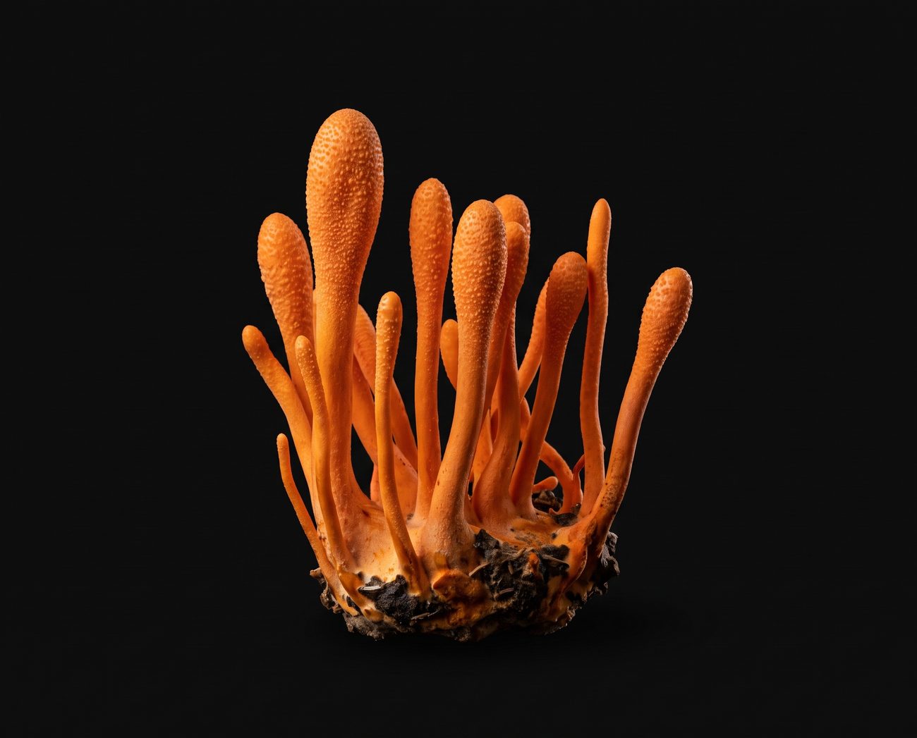 Cordyceps militaris