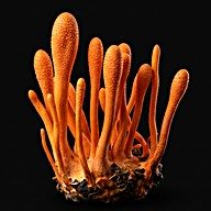 Cordyceps militaris