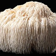 Lion's Mane