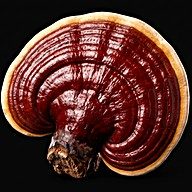 Reishi