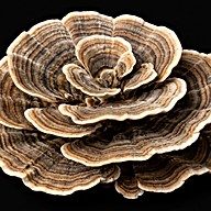 Turkey Tail
